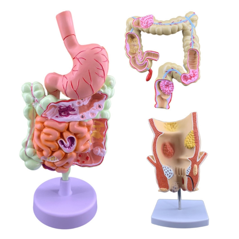 Q6PA 3D 병리학 교육 모델, 실험실 관찰을 위한  - Medical Lab Observer 리뷰 및 가격