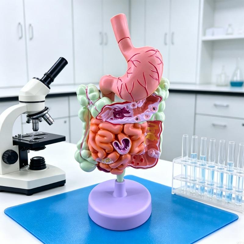 Q6PA 3D 병리학 교육 모델, 실험실 관찰을 위한  - Medical Lab Observer 리뷰 및 가격